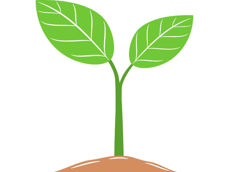 Feminized hemp seeds