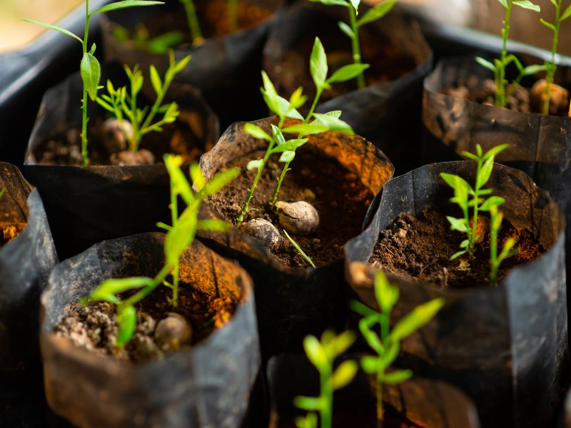 Feminized seeds for sale