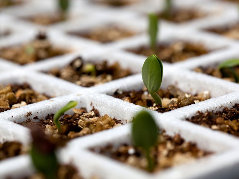 Autoflowering seeds