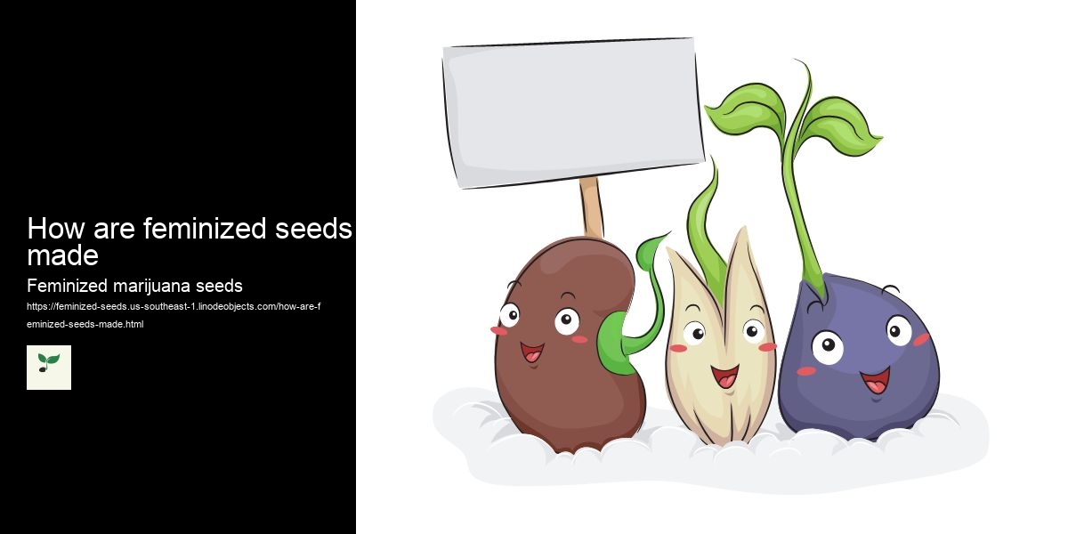 How are feminized seeds made